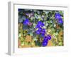 Portugal, Aveiro. Blue Morning Glory, Ipomoea indica, growing wild in the historic district-Julie Eggers-Framed Photographic Print