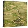 Portugal, Douro, Terraced Vineyards and Farm-Shaun Egan-Stretched Canvas