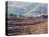 Portugal, Douro Valley. A home above the vineyards on terraced hillsides above the Douro River.-Julie Eggers-Stretched Canvas