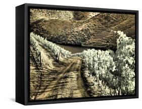 Portugal, Douro Valley. Backcountry road through the vineyards-Terry Eggers-Framed Stretched Canvas