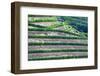 Portugal, Douro Valley, Terraced Vineyards Lining the Hills-Terry Eggers-Framed Photographic Print