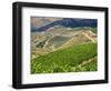 Portugal, Douro Valley. Terraced vineyards lining the hills-Terry Eggers-Framed Photographic Print