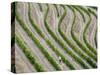 Portugal, Douro Valley. Terraced vineyards lining the hills.-Julie Eggers-Stretched Canvas