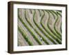 Portugal, Douro Valley. Terraced vineyards lining the hills.-Julie Eggers-Framed Photographic Print