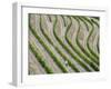 Portugal, Douro Valley. Terraced vineyards lining the hills.-Julie Eggers-Framed Photographic Print