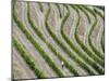 Portugal, Douro Valley. Terraced vineyards lining the hills.-Julie Eggers-Mounted Photographic Print