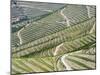 Portugal, Douro Valley. Terraced vineyards lining the hills.-Julie Eggers-Mounted Photographic Print