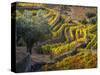 Portugal, Douro Valley. The vineyards in autumn on terraced hillside.-Julie Eggers-Stretched Canvas