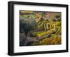Portugal, Douro Valley. The vineyards in autumn on terraced hillside.-Julie Eggers-Framed Photographic Print