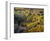 Portugal, Douro Valley. The vineyards in autumn on terraced hillside.-Julie Eggers-Framed Photographic Print