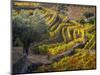 Portugal, Douro Valley. The vineyards in autumn on terraced hillside.-Julie Eggers-Mounted Photographic Print