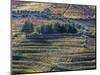 Portugal, Douro Valley. The vineyards in autumn on terraced hillside.-Julie Eggers-Mounted Photographic Print