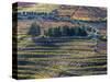 Portugal, Douro Valley. The vineyards in autumn on terraced hillside.-Julie Eggers-Stretched Canvas