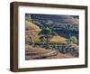 Portugal, Douro Valley. The vineyards in autumn on terraced hillside.-Julie Eggers-Framed Photographic Print