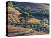 Portugal, Douro Valley. The vineyards in autumn on terraced hillside.-Julie Eggers-Stretched Canvas