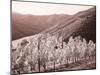 Portugal, Douro Valley. Vineyards draping the hills-Terry Eggers-Mounted Photographic Print