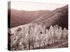 Portugal, Douro Valley. Vineyards draping the hills-Terry Eggers-Stretched Canvas