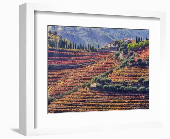 Portugal, Douro Valley. Vineyards in autumn, terraced on hillsides above the Douro River.-Julie Eggers-Framed Photographic Print