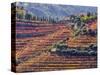 Portugal, Douro Valley. Vineyards in autumn, terraced on hillsides above the Douro River.-Julie Eggers-Stretched Canvas