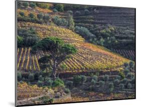 Portugal, Douro Valley. Vineyards in autumn, terraced on hillsides above the Douro River.-Julie Eggers-Mounted Photographic Print