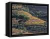 Portugal, Douro Valley. Vineyards in autumn, terraced on hillsides above the Douro River.-Julie Eggers-Framed Stretched Canvas