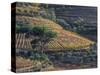 Portugal, Douro Valley. Vineyards in autumn, terraced on hillsides above the Douro River.-Julie Eggers-Stretched Canvas