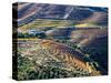 Portugal, Douro Valley. Vineyards in autumn, terraced on hillsides above the Douro River.-Julie Eggers-Stretched Canvas