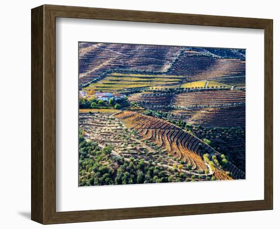 Portugal, Douro Valley. Vineyards in autumn, terraced on hillsides above the Douro River.-Julie Eggers-Framed Photographic Print