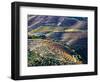 Portugal, Douro Valley. Vineyards in autumn, terraced on hillsides above the Douro River.-Julie Eggers-Framed Photographic Print