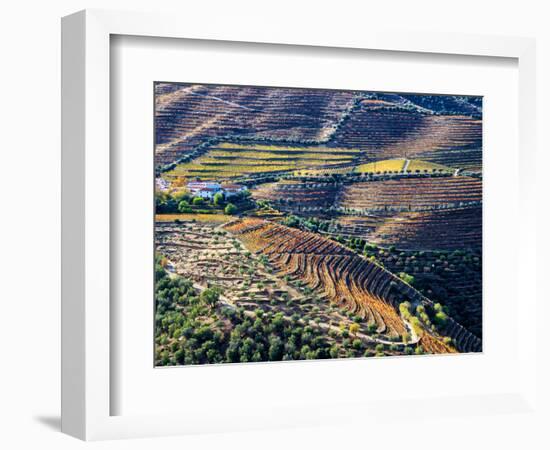 Portugal, Douro Valley. Vineyards in autumn, terraced on hillsides above the Douro River.-Julie Eggers-Framed Photographic Print