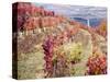 Portugal, Douro Valley. Vineyards in autumn, terraced on hillsides above the Douro River.-Julie Eggers-Stretched Canvas