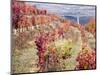 Portugal, Douro Valley. Vineyards in autumn, terraced on hillsides above the Douro River.-Julie Eggers-Mounted Photographic Print