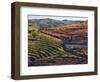 Portugal, Douro Valley. Vineyards in autumn, terraced on hillsides above the Douro River.-Julie Eggers-Framed Photographic Print