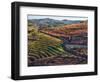 Portugal, Douro Valley. Vineyards in autumn, terraced on hillsides above the Douro River.-Julie Eggers-Framed Photographic Print