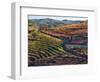 Portugal, Douro Valley. Vineyards in autumn, terraced on hillsides above the Douro River.-Julie Eggers-Framed Photographic Print