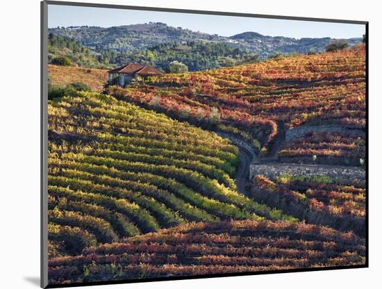 Portugal, Douro Valley. Vineyards in autumn, terraced on hillsides above the Douro River.-Julie Eggers-Mounted Photographic Print