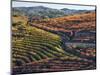 Portugal, Douro Valley. Vineyards in autumn, terraced on hillsides above the Douro River.-Julie Eggers-Mounted Photographic Print