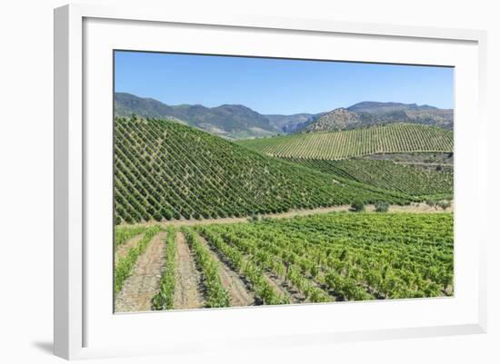 Portugal, Figueira de Castelo Rodrigo, Vineyards-Jim Engelbrecht-Framed Photographic Print