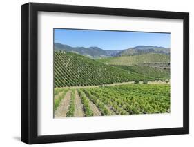 Portugal, Figueira de Castelo Rodrigo, Vineyards-Jim Engelbrecht-Framed Photographic Print