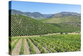 Portugal, Figueira de Castelo Rodrigo, Vineyards-Jim Engelbrecht-Stretched Canvas