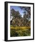 Portugal, Korkeichen, Quercus Suber, Blumen, Wirtschaft, Wald, Bv¤Ume-Thonig-Framed Photographic Print