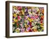 Portugal, Lisbon. The San Antonio wall flowers near the entrance of the Museu de Lisboa.-Julie Eggers-Framed Photographic Print