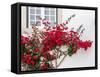 Portugal, Obidos. Beautiful red bougainvillea blooming against a white stone wall.-Julie Eggers-Framed Stretched Canvas