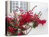 Portugal, Obidos. Beautiful red bougainvillea blooming against a white stone wall.-Julie Eggers-Stretched Canvas