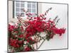 Portugal, Obidos. Beautiful red bougainvillea blooming against a white stone wall.-Julie Eggers-Mounted Photographic Print