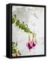 Portugal, Obidos. Colorful fuchsia hanging against an old white wall.-Julie Eggers-Framed Stretched Canvas