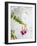Portugal, Obidos. Colorful fuchsia hanging against an old white wall.-Julie Eggers-Framed Photographic Print