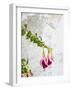 Portugal, Obidos. Colorful fuchsia hanging against an old white wall.-Julie Eggers-Framed Photographic Print