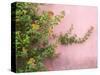 Portugal, Obidos. Colorful lantana vine growing against a pink wall.-Julie Eggers-Stretched Canvas