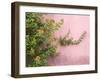 Portugal, Obidos. Colorful lantana vine growing against a pink wall.-Julie Eggers-Framed Photographic Print